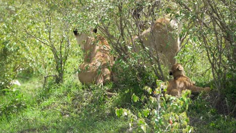 Lioness-and-lion-cubs-in-the-shade-of-green-bush-on-African-safari