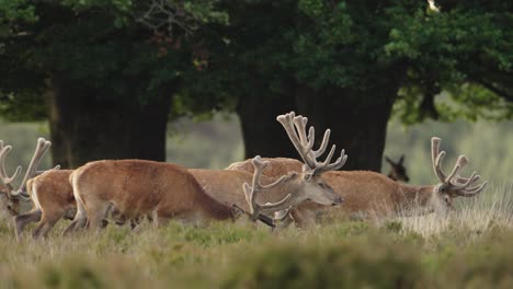 Group-of-wild-red-deers-grazing-in-woodland-of-Netherlands,-Europe