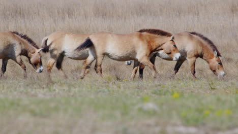 Close-up-of-a-group-of-wild-Przewalksi-horse-walking-across-prairie