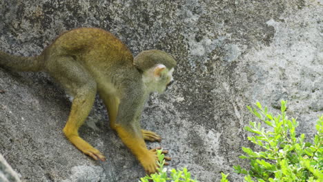 Tracking-Squirrel-Monkey--Climbing-Rock-in-Slow-motion