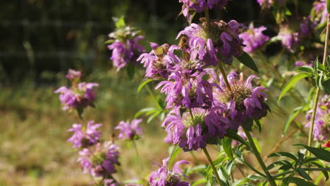 A-honey-bee-flies-around-purple-horse-mint-wild-flowers-native-to-Texas-hill-country