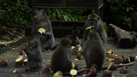 Macaque-monkeys-feeding-sweet-potatoes-at-the-Sacred-Monkey-Forest-Sanctuary-in-bali-indonesia-in-slow-motion