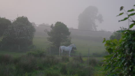 White-Horse-Graze-In-Early-Morning-Mist