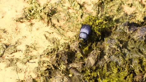 Dung-beetle-gathering-dung-to-make-a-dung-ball