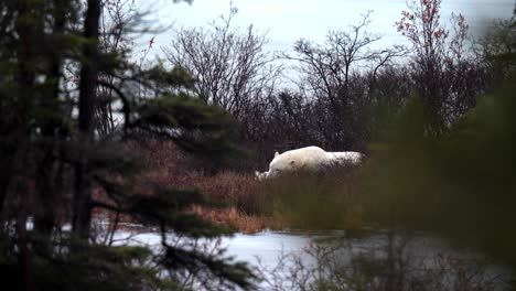 A-restless-napping-polar-bear-waits-for-the-winter-freeze-up-amongst-the-sub-arctic-brush-and-trees-of-Churchill,-Manitoba