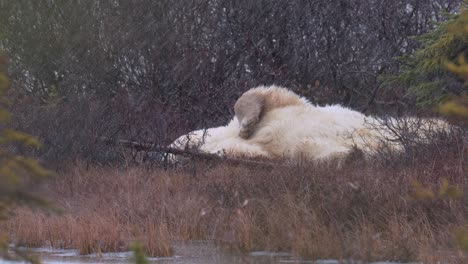 Slow-motion-snow-on-a-polar-bear-while-napping-amongst-the-sub-arctic-brush-and-trees-of-Churchill,-Manitoba