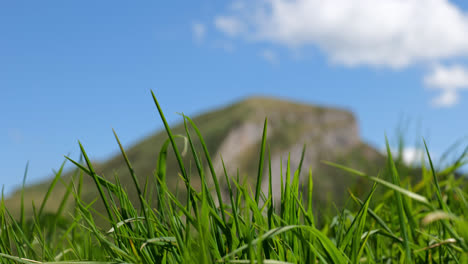 Nahaufnahme-Von-Frischem-Grünen-Gras,-Das-Sich-Im-Wind-Bewegt,-Mit-Den-Felsigen-Kaukasusbergen-Im-Hintergrund,-An-Einem-Sonnigen-Tag