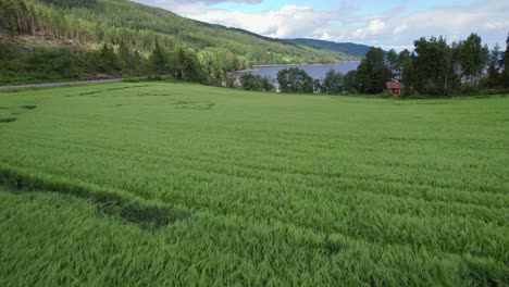 Field-of-wheat-among-the-mountains-of-Norway