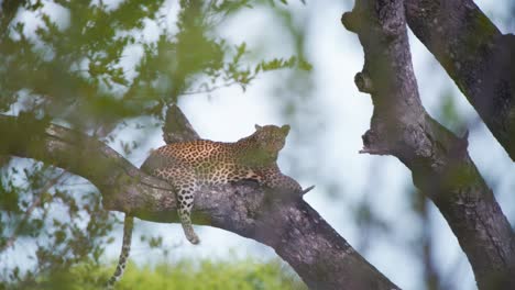 Panting-african-leopard-lying-in-shade-on-tree-branch,-looking-around