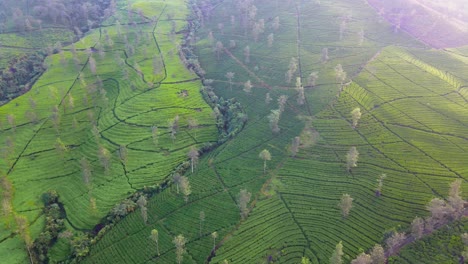 Luftaufnahme-Des-Landwirtschaftlichen-Feldes-Der-Teeplantage-Am-Berghang