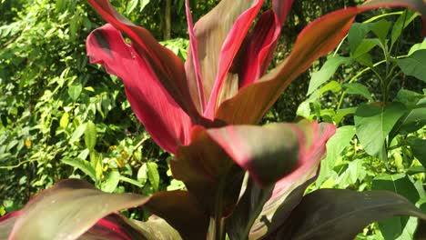 Slow-motion-dolly-shot-of-hanjuang-a-red-ornamental-plant-from-asia-of-bali-indonesia-in-the-jungle-of-ubud