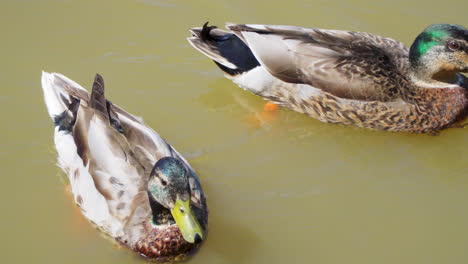 Colorful-drake-duck-swims-on-dark-water-in-a-pond