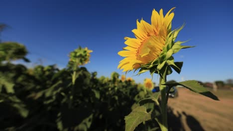 A-sunflower-facing-the-sun-against-a-clear-blue-sky