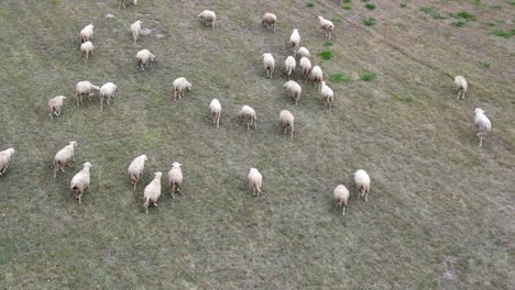 Tilt-up-shot-on-flock-of-sheep-walking-in-a-countryside-field