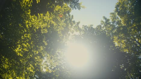 Footage-of-beech-foliage-with-sun-peering-through-in-Denmark-during-mid-day-in-the-summer