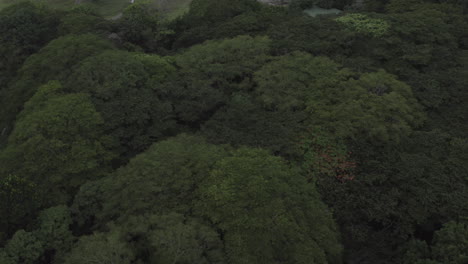 drone-flight-over-canopy-in-the-rainforest
