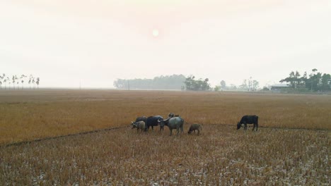 Rebaño-Familiar-De-Búfalos-Pastando-En-Tierras-De-Cultivo-En-Un-Clima-Seco
