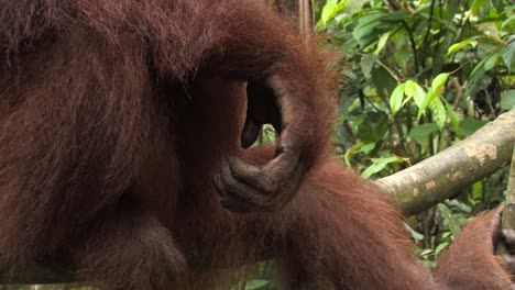 Sumatran-orangutan,-Pongo-abelii-appearance-of-hand-and-fur