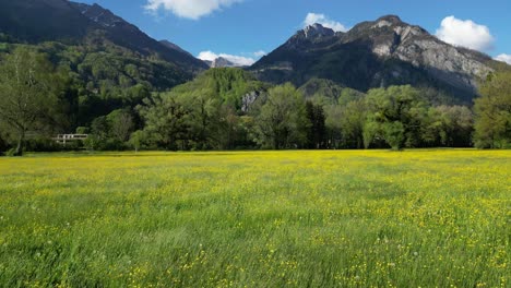 Feld-Gelber-Wildblumen,-Die-Im-Wind-Auf-Den-Wiesen-Der-Schweiz-Tanzen