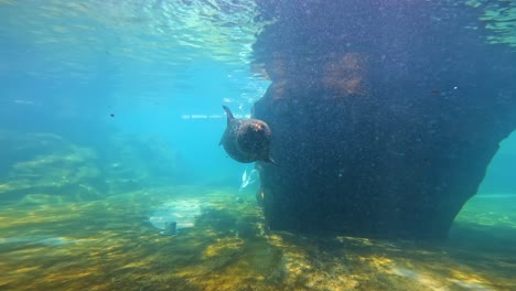a-seal-swimming-towards-the-camera-inside-of-a-natural-aquarium-at-the-local-zoo