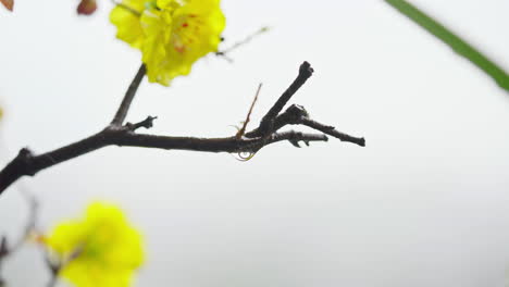 Nahaufnahme-Eines-Regentropfens-Auf-Einer-Aprikosenblüte-In-Einem-Garten