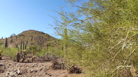 Statische,-Bewegungslose-Aufnahme-Einer-Botanischen-Wüstenlandschaft-Mit-Ikonischen-Saguaro-Kakteen:-Hintergrund
