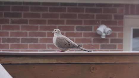 pigeon-chick-resting-at-balcony-in-summer-evening