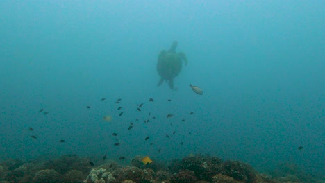 Green-sea-turtle-Calmly-Swimming-In-The-Turqoise-Blue-Ocean