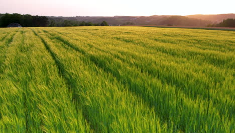 Golden-Sunset-Light-Bathed-Over-Green-Wheat-Field
