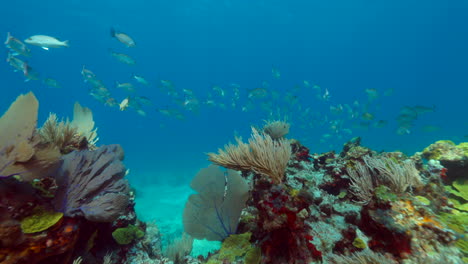 School-of-yellowtail-snappers-on-a-reef-in-Cancun-Mexico
