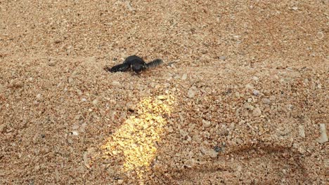 Close-up-of-loggerhead-sea-turtle-hatchling-climbing-a-mini-sand-dune-en-route-to-the-sea-for-the-first-time-on-tropical-island-of-Timor-Leste,-Southeast-Asia