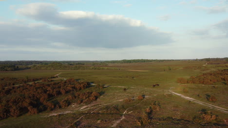Aerial-shot-of-New-Forest-Ponies-in-the-UK-at-sunset