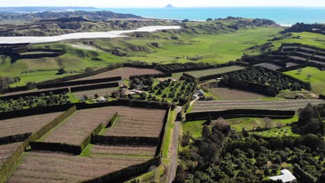 Mountain-landscape-with-flowing-green-hills-and-kiwifruit-orchard,-Waiotahe,-aerial