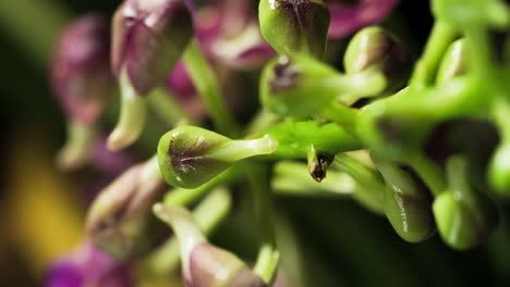 Ascocenda-Orchid-buds-wobbling-before--blossoming,-vertical
