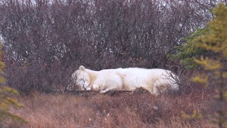 Slow-motion-napping-restless-polar-bear-waits-for-the-winter-freeze-up-amongst-the-brush-and-trees-of-Churchill,-Manitoba