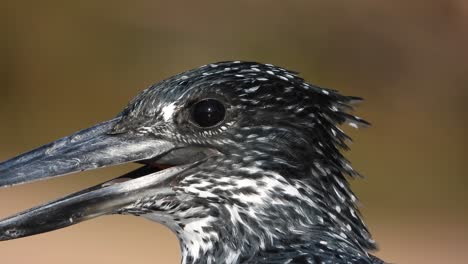 A-detailed-portrait-of-the-head-of-a-giant-kingfisher
