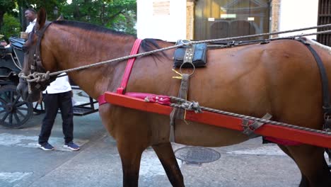 Brown-horse-pulling-a-traditional-carriage-in-the-streets-of-Cartagena,-slowmo