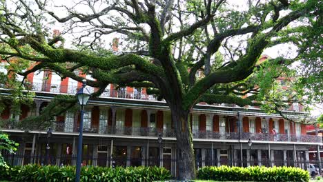 Editorial-shot-of-a-unique-tree-in-Jackson-Square-in-New-Orleans-Louisiana