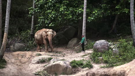 Native-man-standing-before-asian-elephant-in-elephant-sanctuary-jungle