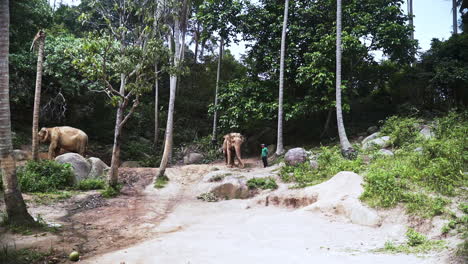 Animal-keeper-watching-over-two-asian-elephants-in-elephant-sanctuary