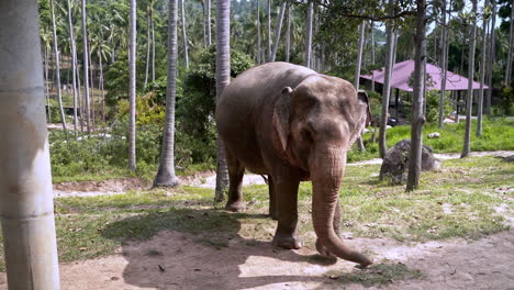Elephant-sanctuary-keeper-following-elephant-walking-uphill-in-jungle