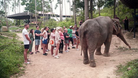 Tourists-visiting-elephant-sanctuary-standing-next-to-asian-elephant