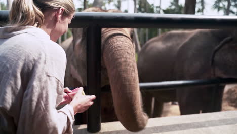 Blonde-girl-feeding-elephant-with-watermelon-in-elephant-sanctuary