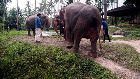 Elephant-sanctuary-keepers-feeding-elephant-herd-next-to-their-shelter
