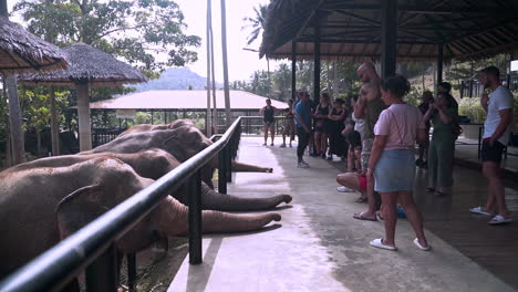 Elephants-in-exhibit-reaching-for-watching-visitors-with-their-trunks