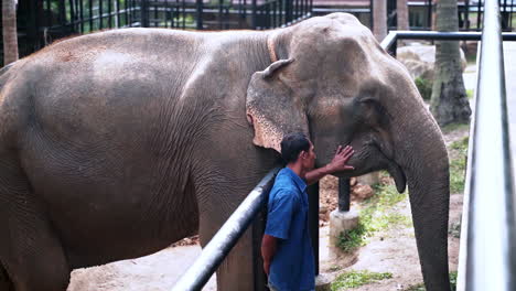 Elephant-sanctuary-keeper-scratching-elephant-in-exhibit,-Thailand
