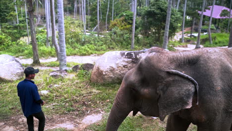 Watching-elephant-sanctuary-keepers-taking-care-of-elephant-in-exhibit