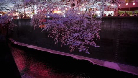 Pink-Cherry-Blossoms-floating-in-Nakameguro-River-in-Tokyo,-Spring-Evening