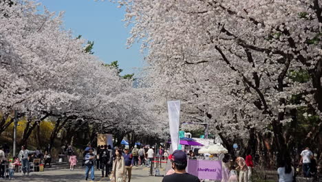 Einheimische-Und-Touristen-Spazieren-Auf-Der-Kirschblütenstraße-–-Beliebte-Attraktion-Im-Frühling-In-Südkorea