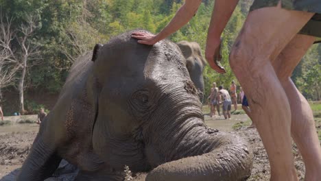 Slow-motion-shot-of-Sanctuary-volunteer-with-an-elephant-lying-in-a-mud-bath,-Chiang-Mai